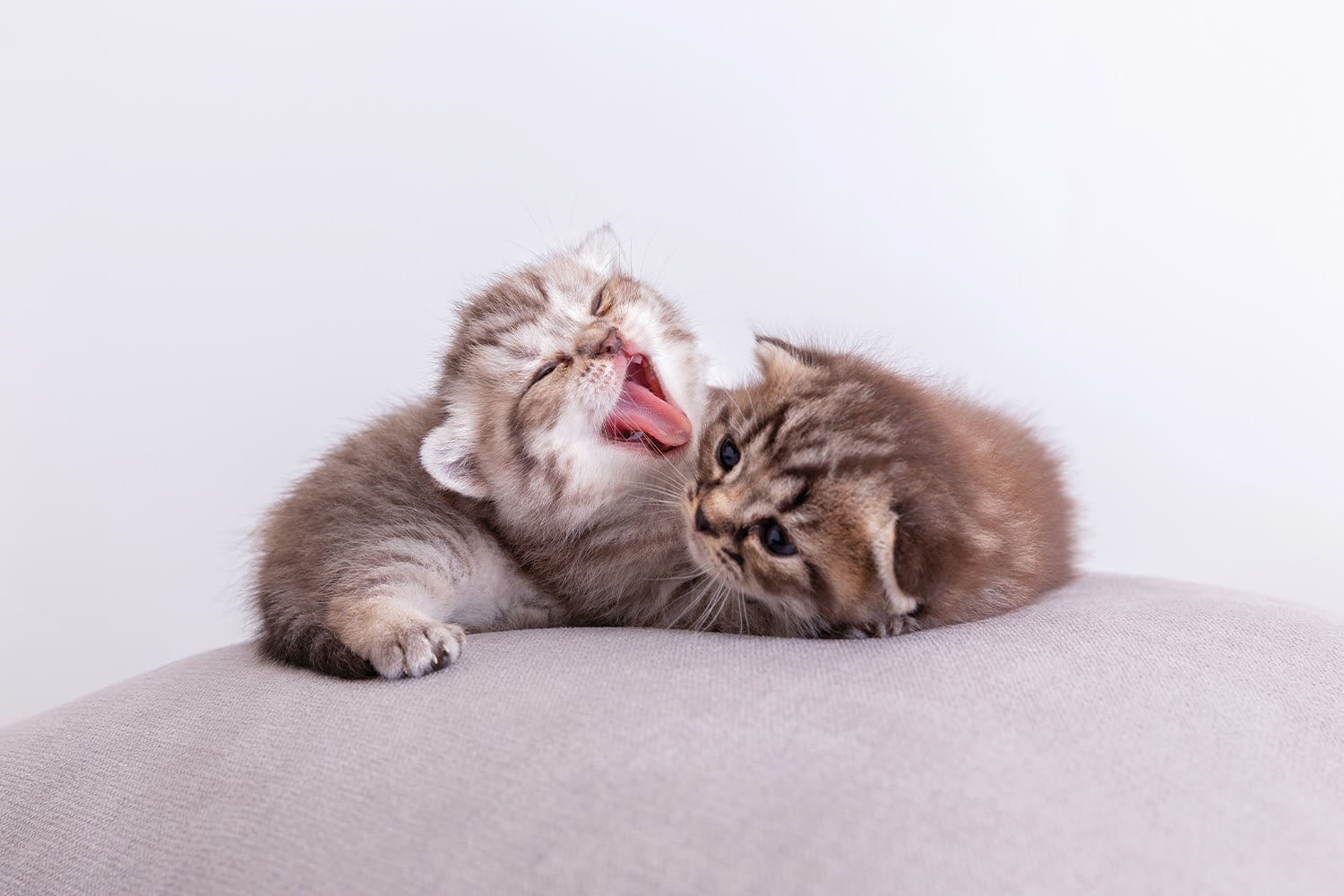 KEDİLERDE ÜREME KEDİLERİN YILLIK ÜREME SAYISI Aksu Akvaryum