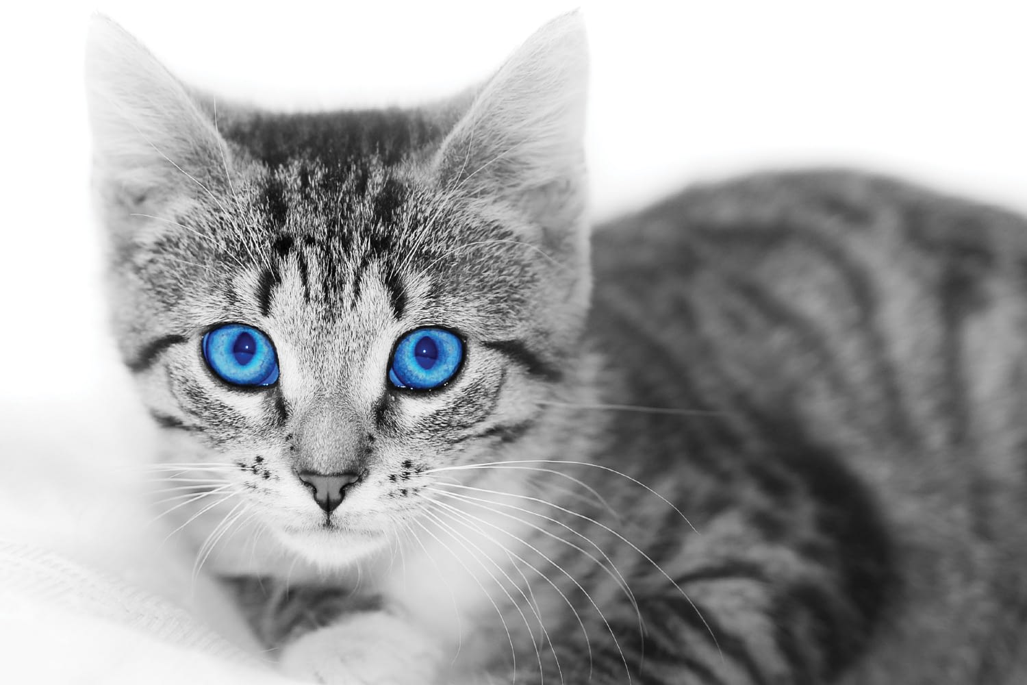 Erkek Kedi Erkek Kedinin Ustune Neden Cikar Kedi Hayvanlari Blog